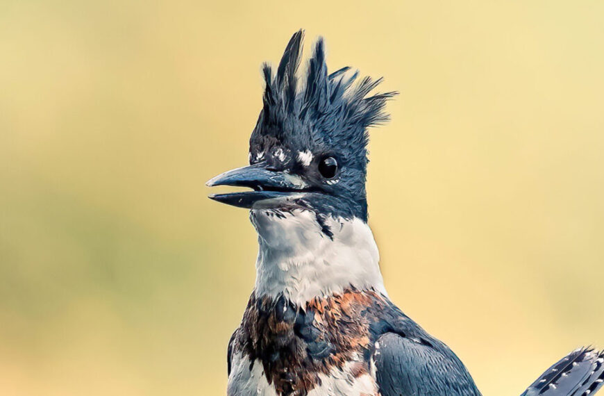 A blue and white bird with a mohawk on its head.