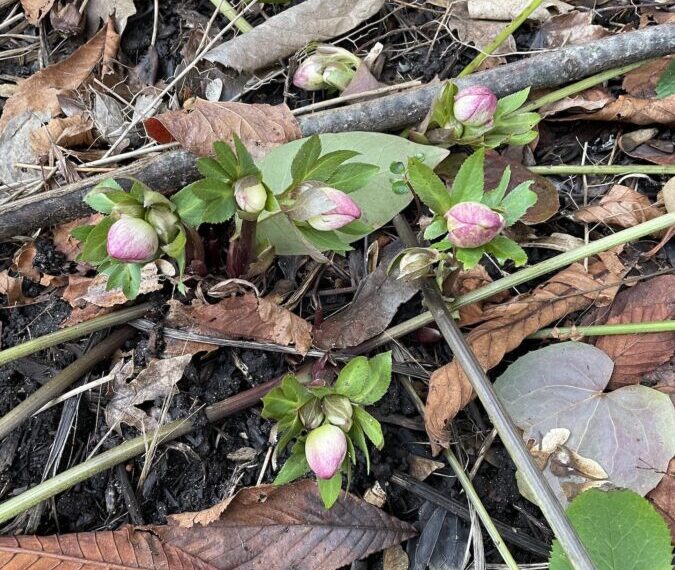 A bunch of pink flowers are growing in the ground.
