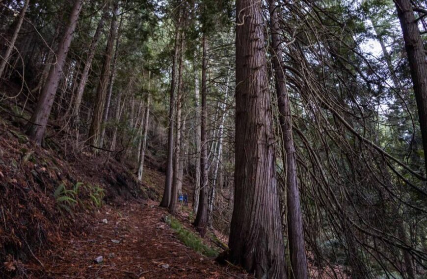 A person is walking down a trail in the woods.