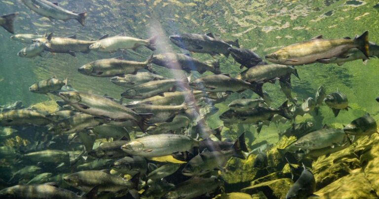 Recovering wild salmon through collaborative conservation