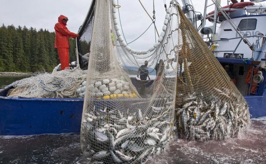 A fisherman unloads a net full of fish from a boat.