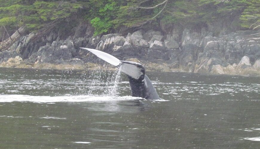 A humpback whale with its tail out of the water.