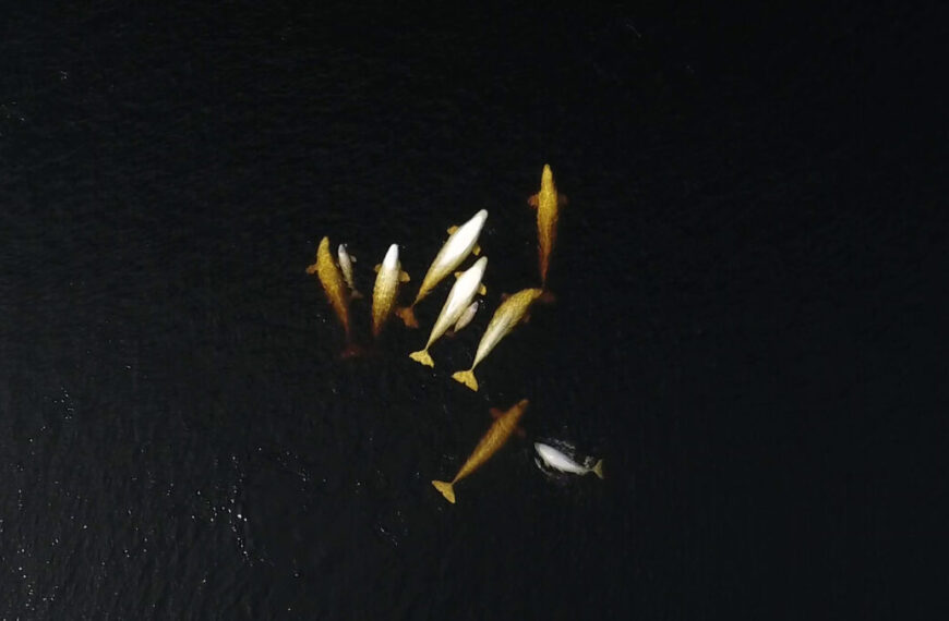 A group of whales in the water at night.