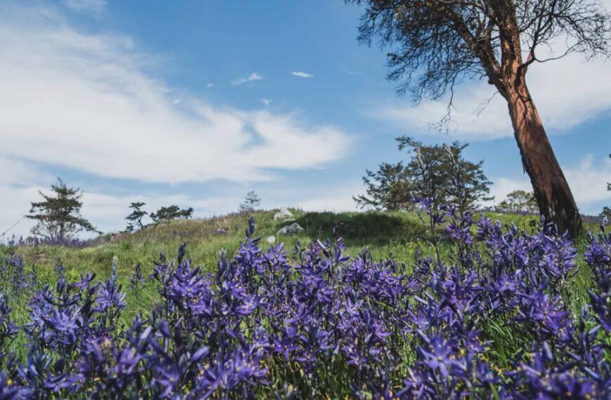 A field of purple flowers with a tree in the background.