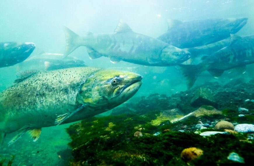 A large group of salmon swimming in the water.