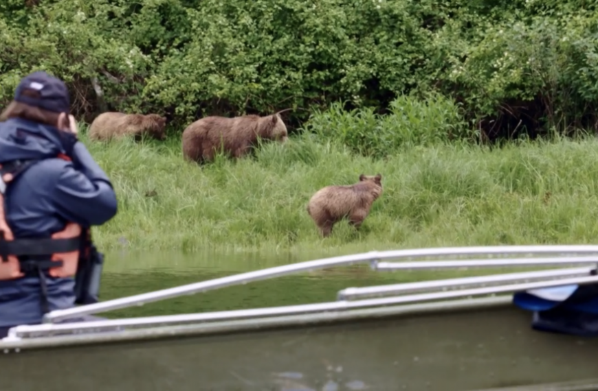A man in a boat with a group of brown bears.