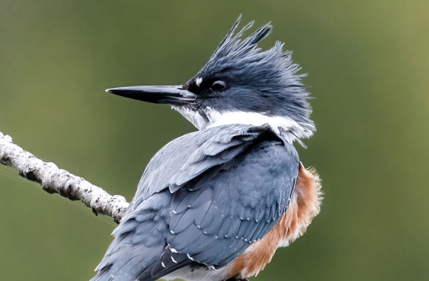 A blue and gray kingfisher perched on a branch.