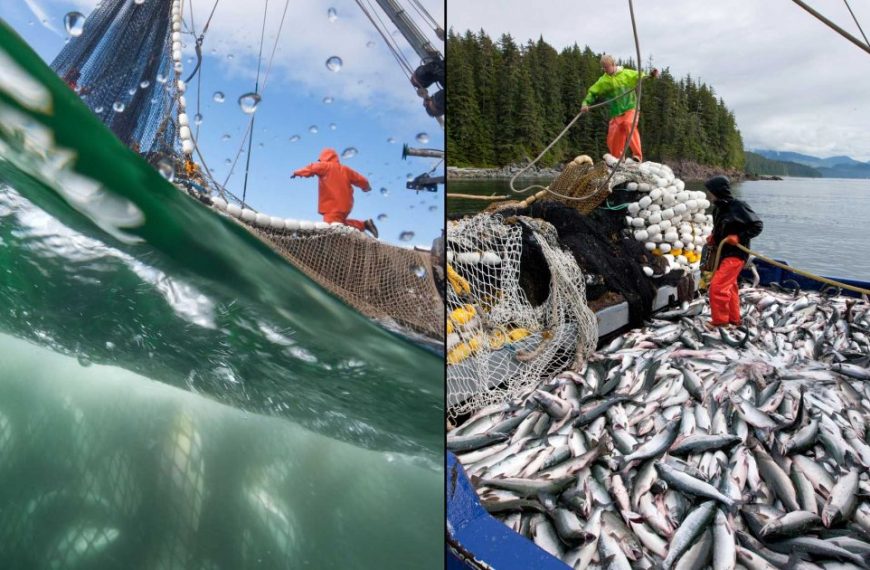 Two pictures of a fishing boat with a lot of fish in the water.