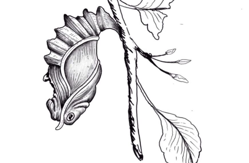 A drawing of a snail on a branch.