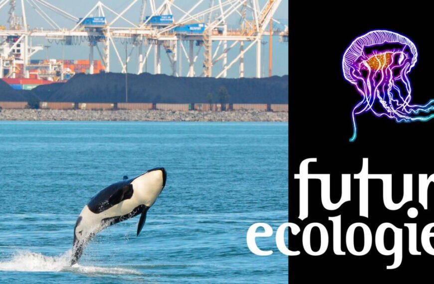 An orca jumping out of the water with the words future ecologies.