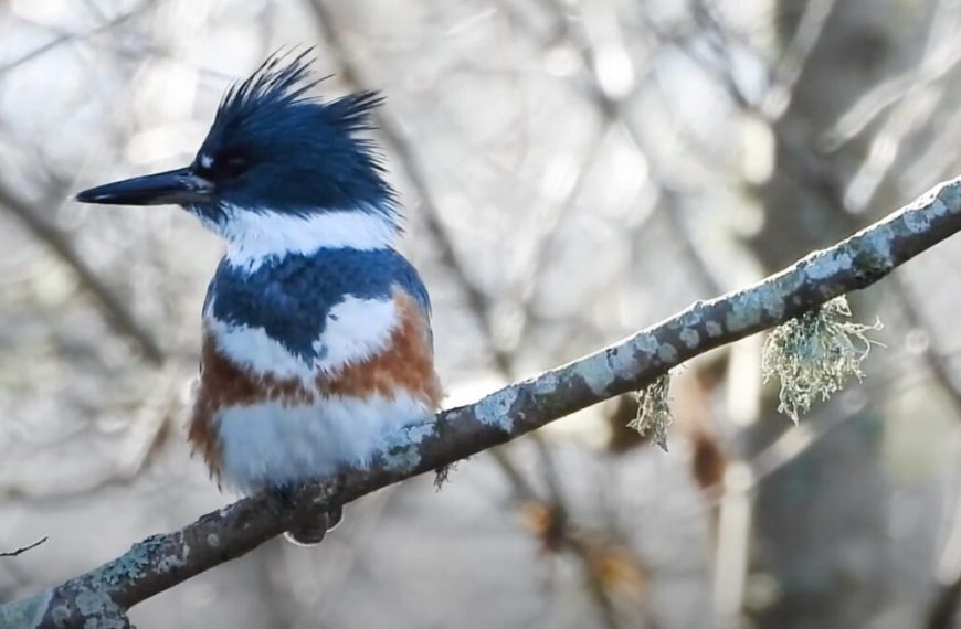 A blue and white kingfisher perched on a branch.