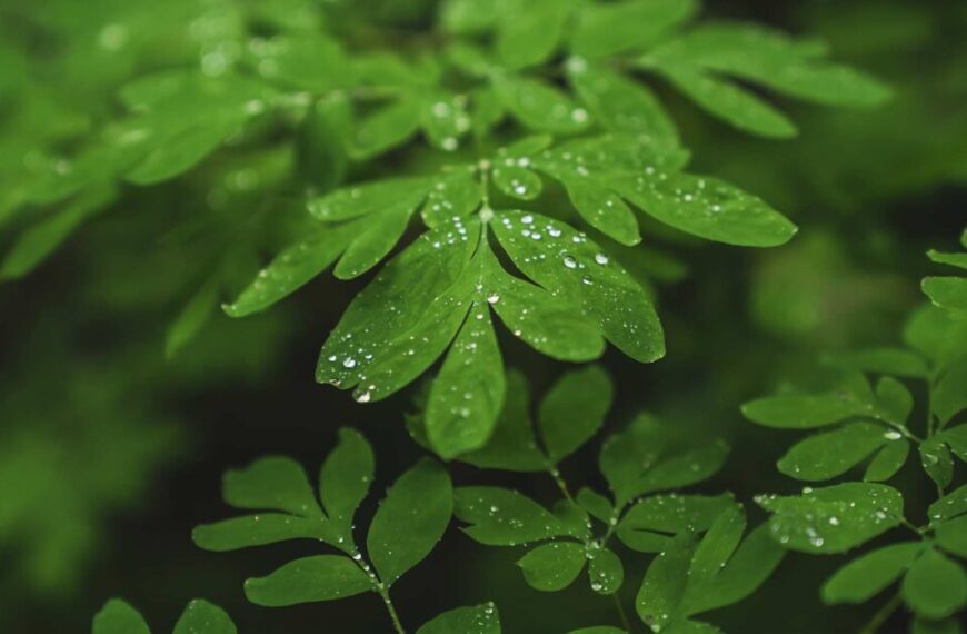 A close up of green leaves with water droplets on them.