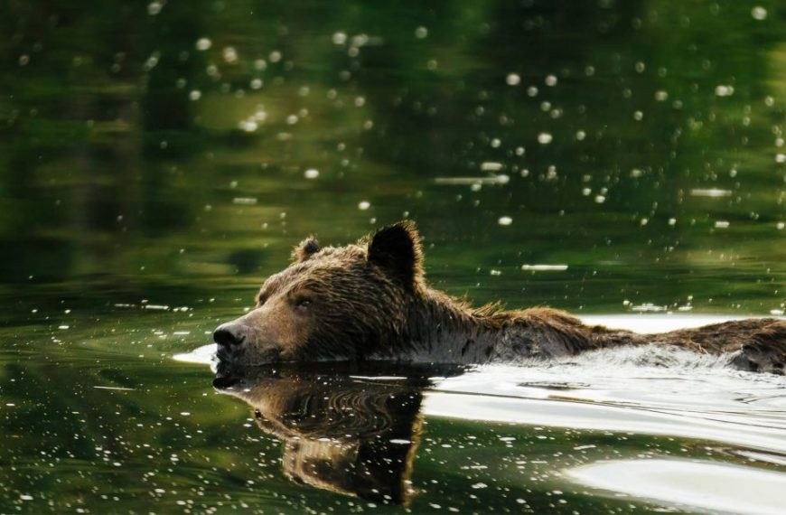 A grizzly bear swimming in the water.