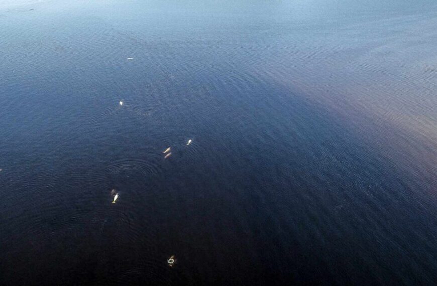 An aerial view of a group of people in the water.