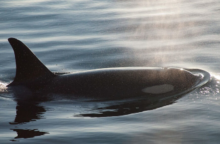 A killer whale is swimming in the water.