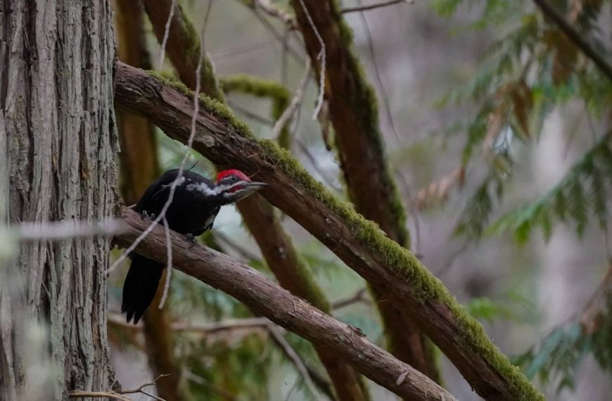 A red and black woodpecker perched on a tree branch.