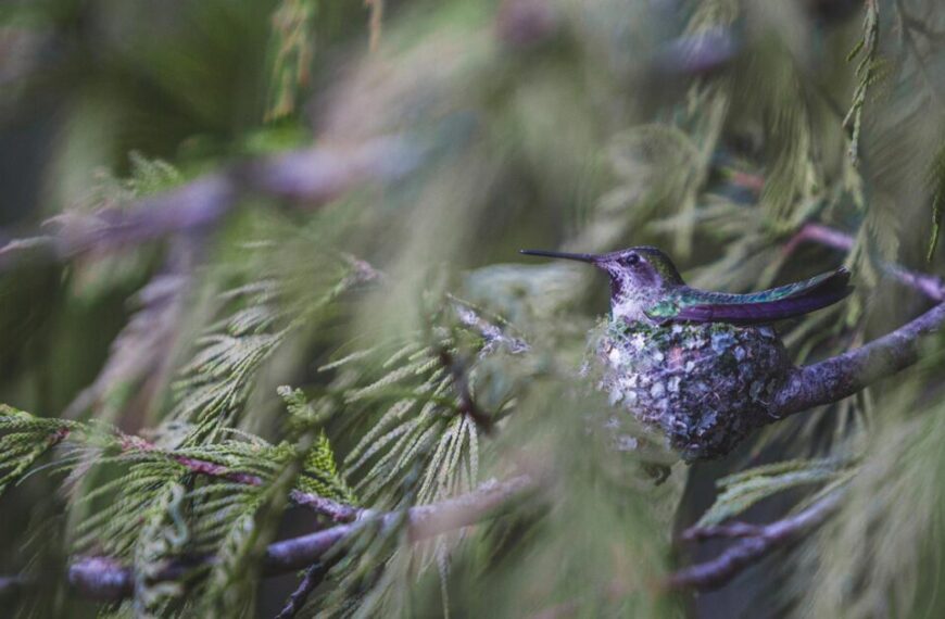 A hummingbird sits on a nest in a tree.