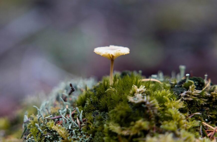 A small mushroom growing on top of moss.