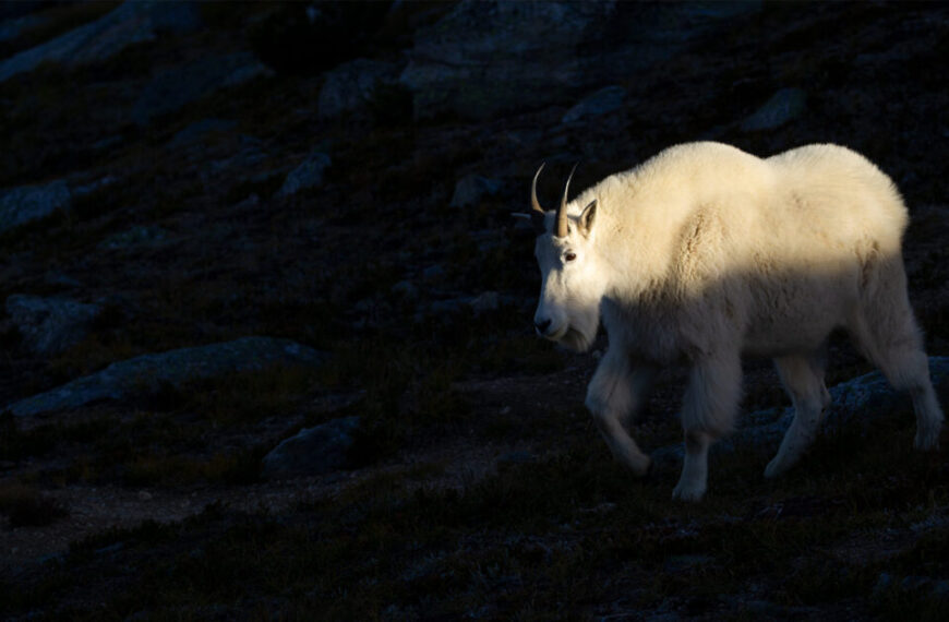 A white mountain goat is walking on a rocky hillside.