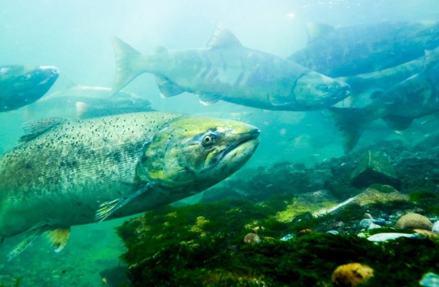 A large group of salmon swimming in the water.