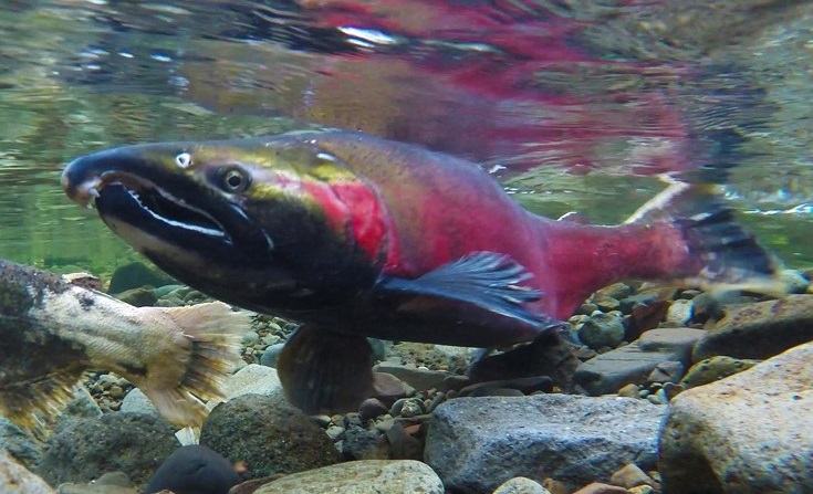 Funding to Support Salmon Management on the Central Coast