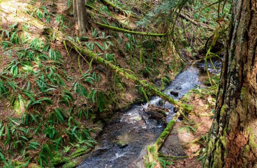 A stream running through a forest.