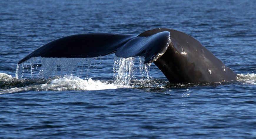 A humpback whale with its tail out of the water.