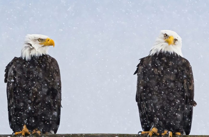 Two bald eagles standing in the snow.