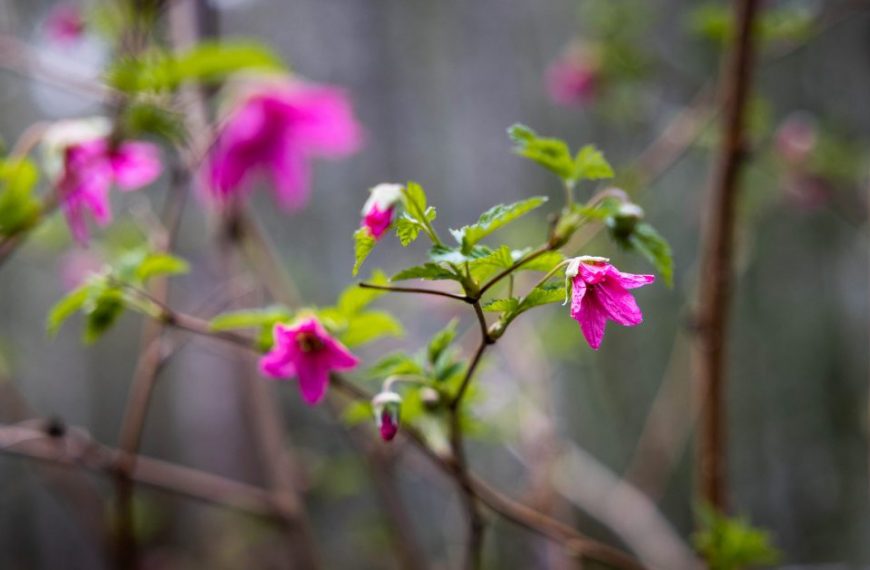 Pink flowers on a bush in the woods.