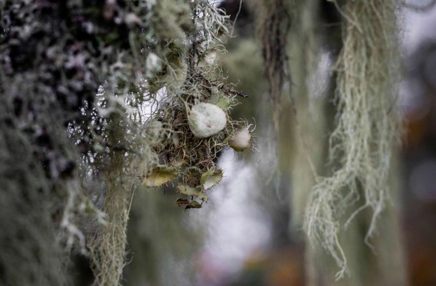 A tree with moss hanging from it.