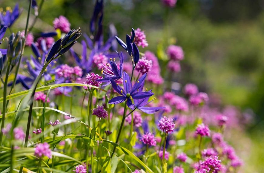 Purple and blue flowers are growing in a field.