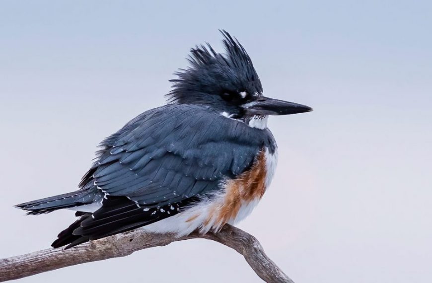 Kingfisher kingfisher kingfisher kingfisher kingfisher kingfisher kingfisher king.
