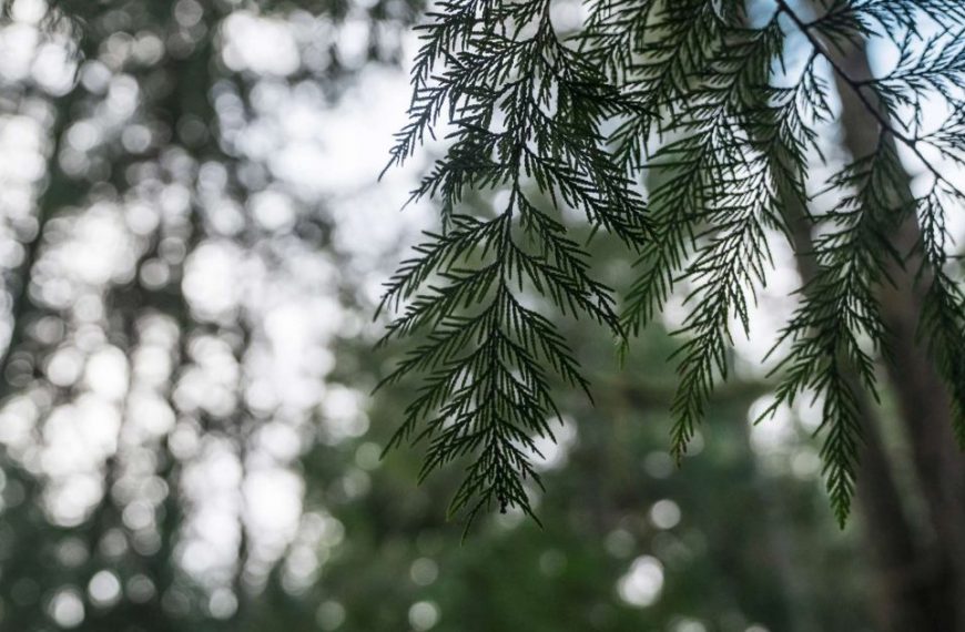 A close up of a tree with leaves in the background.