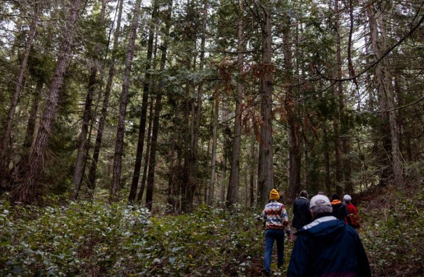 A group of people walking through a wooded area.