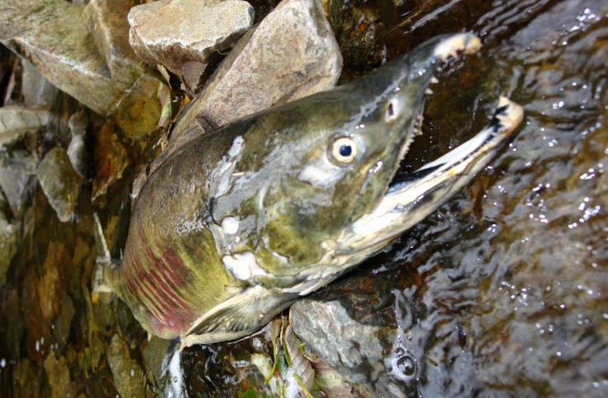 A large fish with its mouth open in a stream.