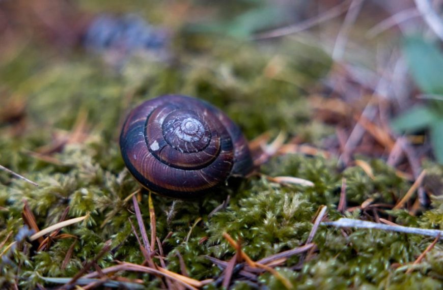 A snail on a moss covered ground.