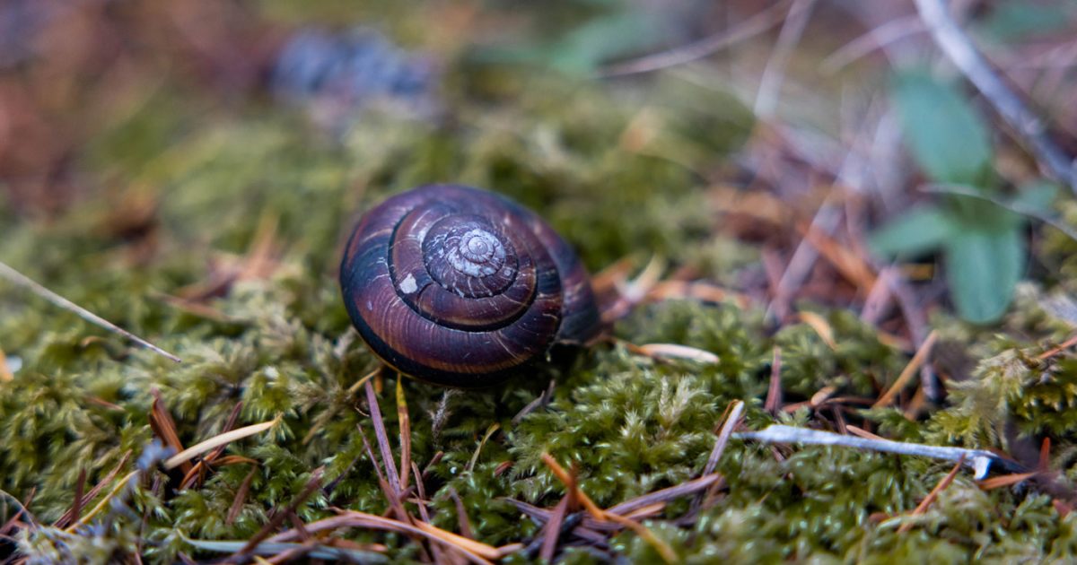 A snail on a moss covered ground.