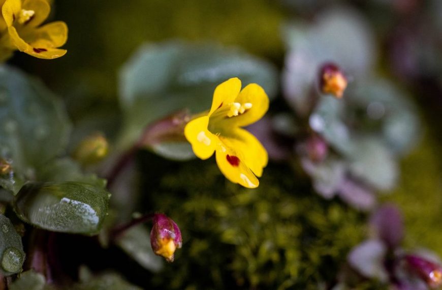 A yellow flower is growing in a mossy area.