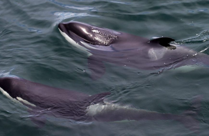 Two orca whales swimming in the ocean.