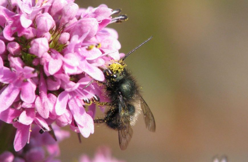 A bee is sitting on a pink flower.