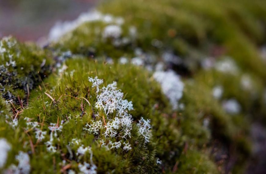 A close up of moss on a log.