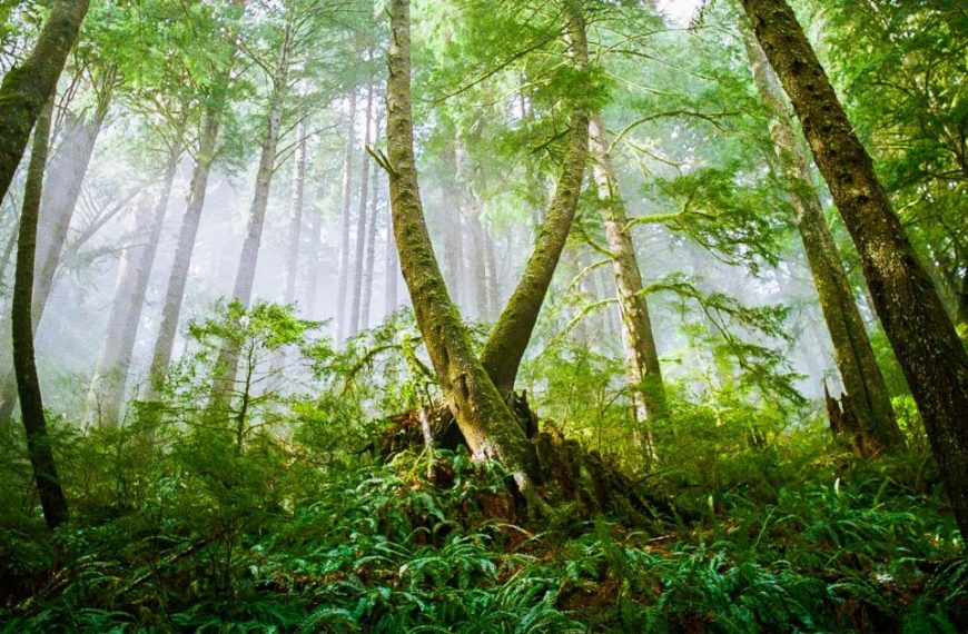 A forest with trees and fog in the background.