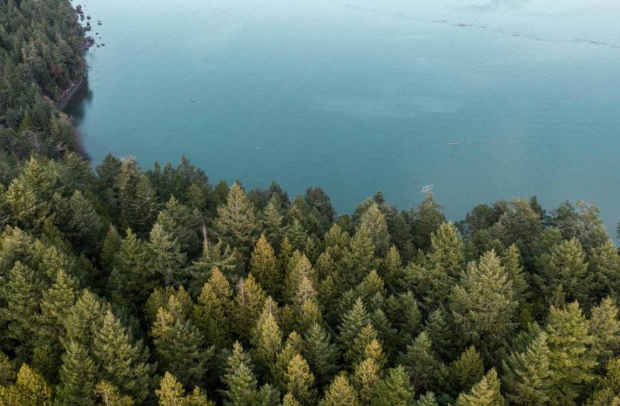 An aerial view of a lake surrounded by trees.