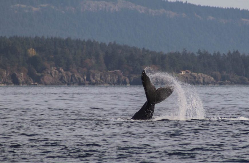 A killer whale with its tail out of the water.