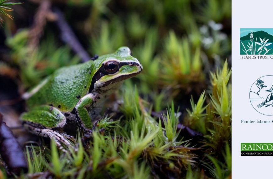 A green frog sits on top of some moss.