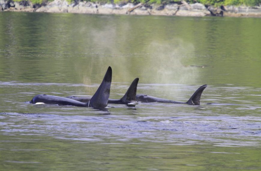 A group of orca whales swimming in a body of water.