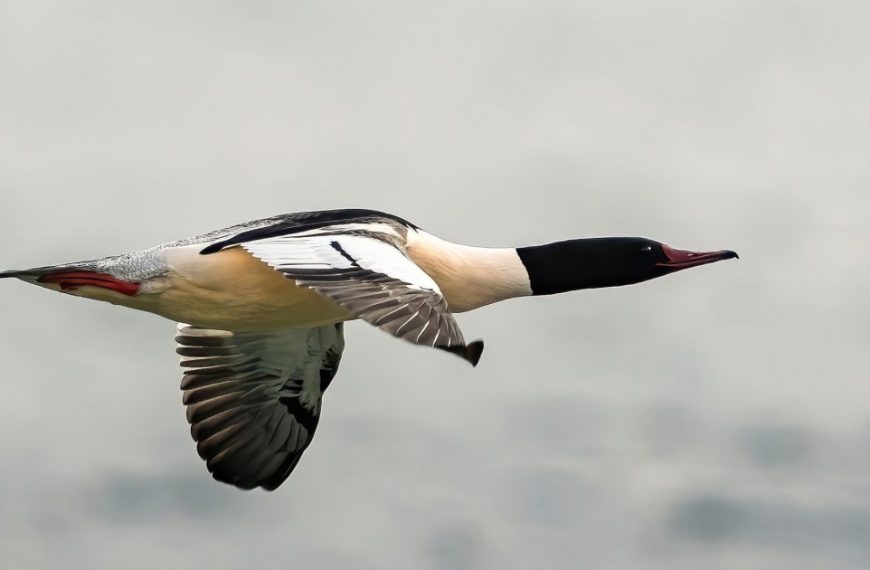 A white and black duck flying over a body of water.