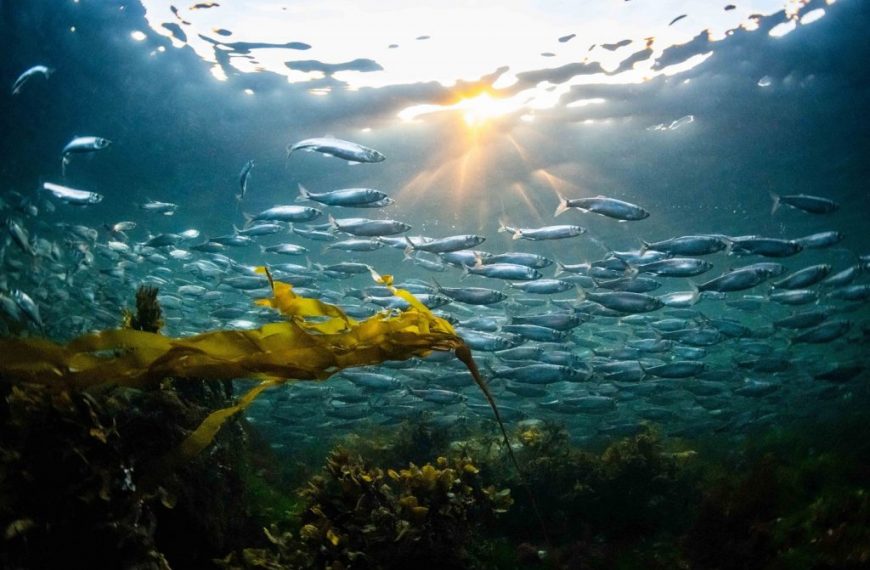 A school of fish swimming in the ocean.