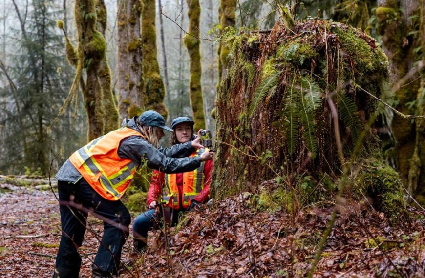 Two men in vests are looking at moss in a forest.