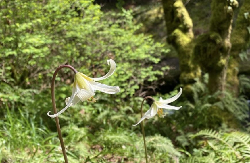 Two white flowers in a forest near a stream.